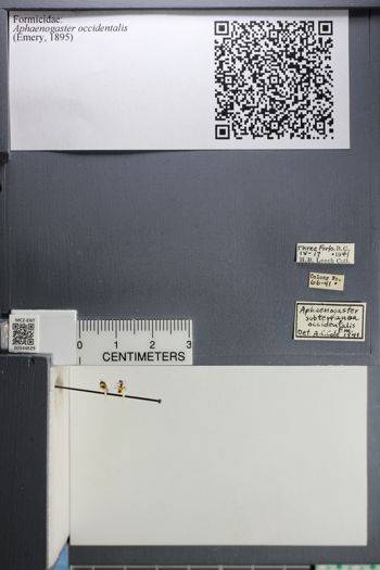 Media type: image;   Entomology 544629